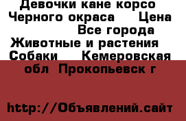 Девочки кане корсо. Черного окраса.  › Цена ­ 65 000 - Все города Животные и растения » Собаки   . Кемеровская обл.,Прокопьевск г.